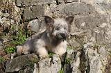 SKYE TERRIER 064